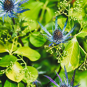 some blue flowers